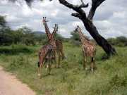 Girafe2e