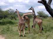 Girafe2f