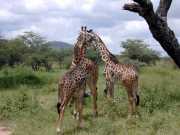Girafe2g