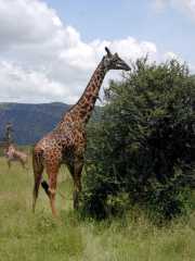 Girafe2h