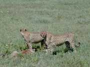Guepard2c