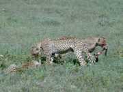 Guepard2d
