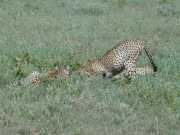 Guepard2e