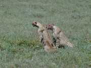 Guepard2f
