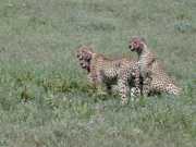 Guepard2g