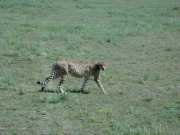 Guepard2h