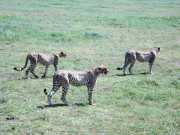 Guepard2i