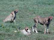 Guepard2j
