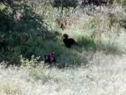 Hornbill1a
