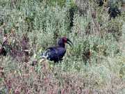 Hornbill1b