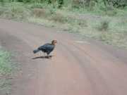 Hornbill1c