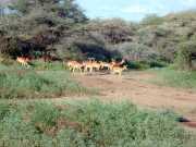 Impala2a