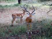 Impala2c