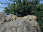 Lion2e