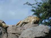 Lion2f