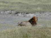 Lion3a