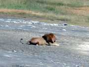 Lion3b