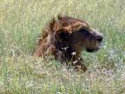 Lion3e