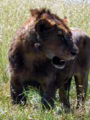 Lion3f