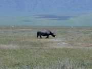 Rhino3a