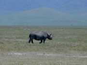 Rhino3b