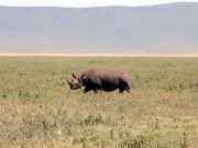 Rhino3e