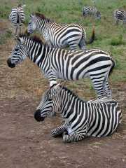 Safari3