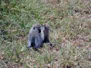 Singe2a
