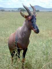 Topi2b