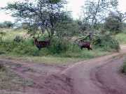 Waterbuck2a