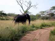 elephant2a