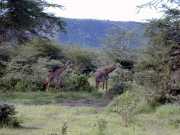 girafe1a