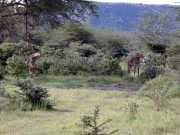 girafe1b