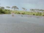 hippo2a