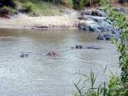 hippo2b
