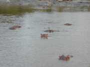 hippo2c