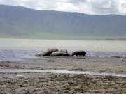 hippo3a
