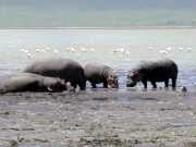 hippo3b