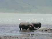 hippo3c
