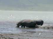 hippo3d