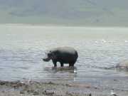 hippo3e