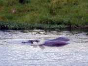 hippo3f
