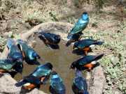 oiseau2a