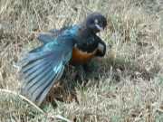 oiseau2b
