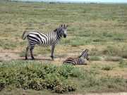 zebre2a