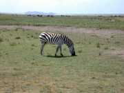 zebre2b