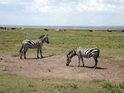 zebre2c