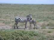 zebre2d