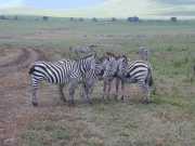 zebre3a