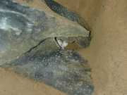DSCN0036